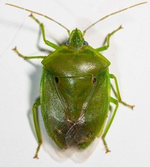 Bathycoelia longirostris