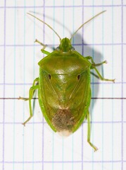 Bathycoelia longirostris