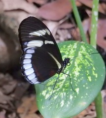 Heliconius cydno cydnides