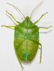 Bathycoelia longirostris