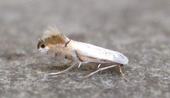 Phyllonorycter lucidicostella