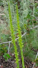 Piperia