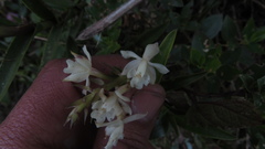 Epidendrum chioneum