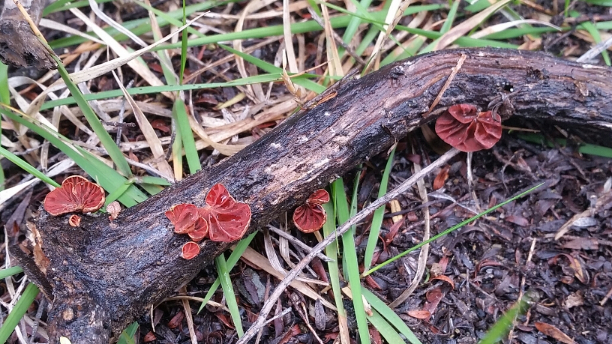 Anthracophyllum archeri image