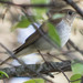 photo of Veery (Catharus fuscescens)