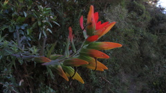 Castilleja fissifolia