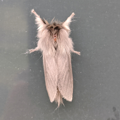 Trichiocercus sparshalli