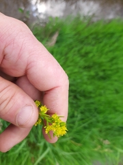 Rorippa hispida