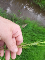 Rorippa hispida