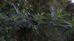 Castilleja fissifolia