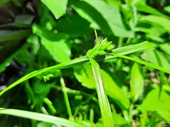 Carex grisea