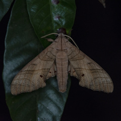 Marumba