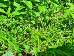 Carex grisea