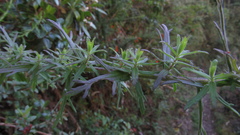 Castilleja fissifolia