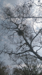 Guarianthe aurantiaca