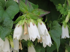 Campanula punctata punctata
