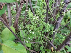 Galium obtusum