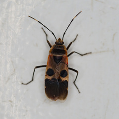 Physopelta gutta