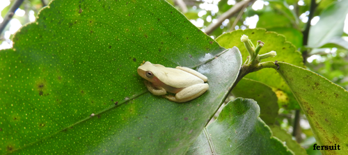 Dendropsophus robertmertensi