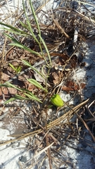 Physalis angustifolia