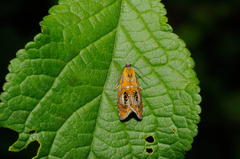 Olethreutes arcuella