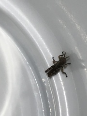 Melanoplus punctulatus