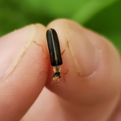 Podabrus brunnicollis