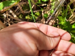 Carex trisperma