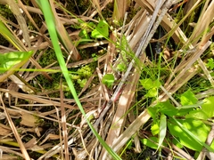 Carex trisperma