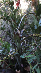 Tillandsia clavigera
