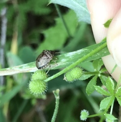 Cosmopepla intergressa