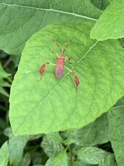 Chondrocera laticornis