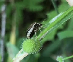 Cosmopepla intergressa