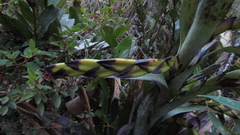Tillandsia clavigera