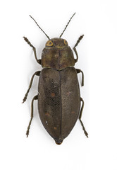 Phaenops drummondi