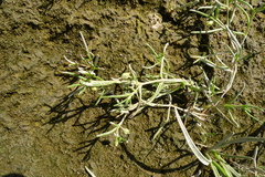 Spergularia canadensis