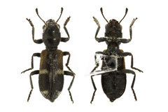 Enoclerus nigrifrons