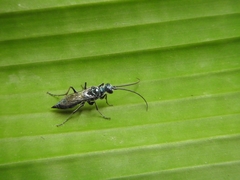 Trirogma caerulea
