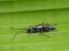 Trirogma caerulea