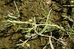 Spergularia canadensis