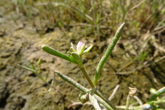 Spergularia canadensis