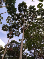 Cecropia sciadophylla