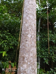 Cecropia sciadophylla
