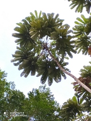 Cecropia sciadophylla