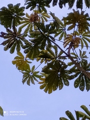 Cecropia sciadophylla