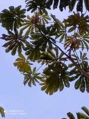 Cecropia sciadophylla