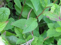Campanula punctata punctata