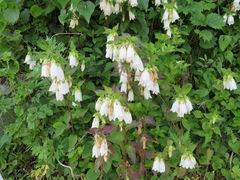 Campanula punctata punctata
