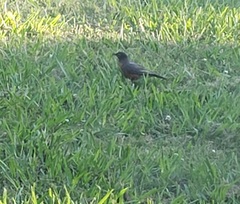 Turdus migratorius