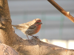 Haemorhous mexicanus